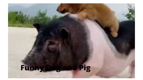 Cute Pig and Dog