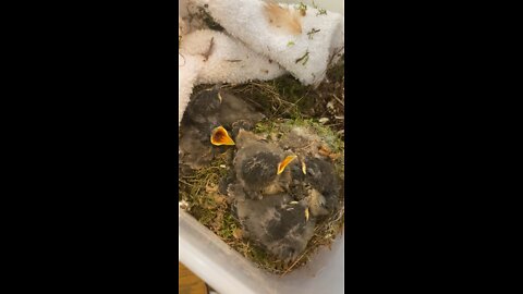 Eastern Phoebe’s nest fallen and abandoned