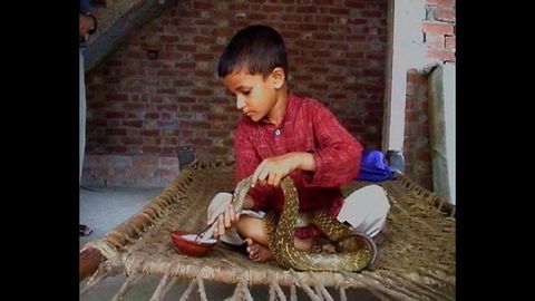 Kid Friends With Poisonous Snake