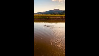 Dachshund Duck 🦆 Hunting - Peppa takes down LIVE GOOSE in colorado river