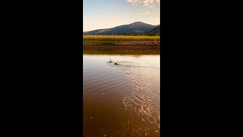 Dachshund Duck 🦆 Hunting - Peppa takes down LIVE GOOSE in colorado river