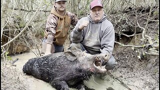 East Texas Hog Hunting With Dogs (BIG HOG DOWN)