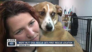Misfit mutts dog rescue new building
