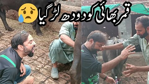 Qamar Bhai ko doodh lar gaya | Bhai ne thapar mar dia | our mini zoo |funny video #petlovers #funny