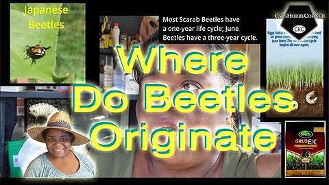 Where Do #beetles Originate & #howtoprevent #beetles in your #lawncare - #catshobbycorner