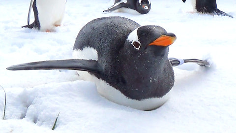 Cute penguins decided to take a break while marching!