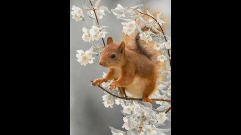 Why are squirrels cute?