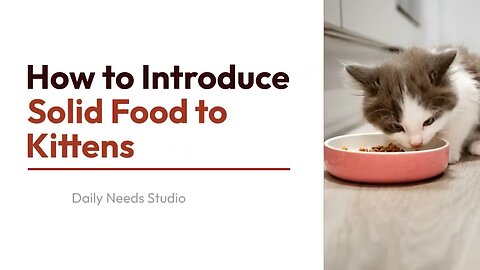 How to Introduce Solid Food to Kittens - Daily Needs Studio