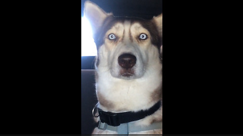 Bewildered Dog Sits In Utter Disbelief At Car Wash