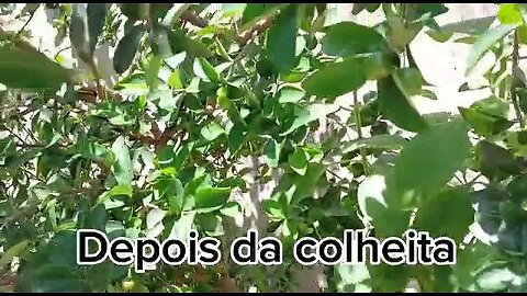 COLHEITA DE ACEROLA