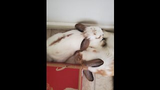 Cute sleeping rabbit!!