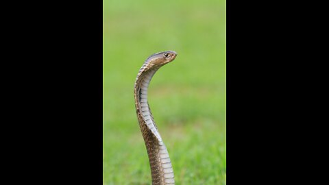 8 Best Crazy Moments Snakes Hunting