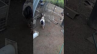 Farm Cam. Rooster watch