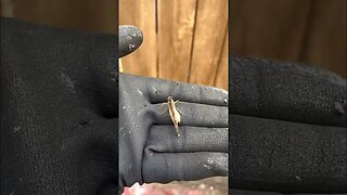 Holding a Texas Hackberry Emperor butterfly 🦋