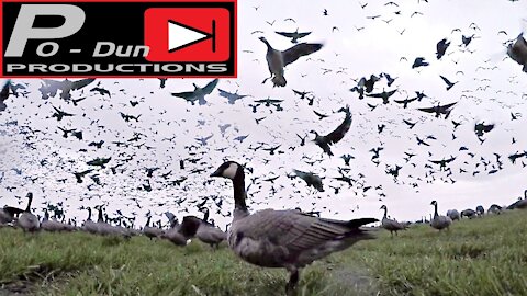 Western Oregon Goose Hunt 2021 [hidden camera in the decoys adds awesome angle]