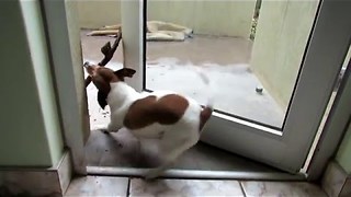 Dog having some stick trouble! || Viral Video UK