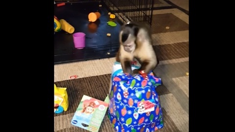Tommy the monkey is totally excited to unwrap his gift!