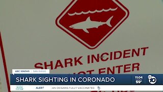 Shark sighting in Coronado