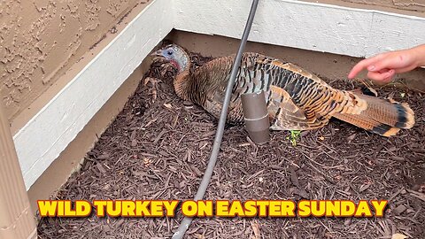 Wild Turkey On Easter Sunday