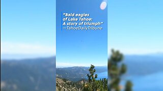 Bald Eagles on the TAHOE RIM TRAIL near Lake Tahoe, Nevada