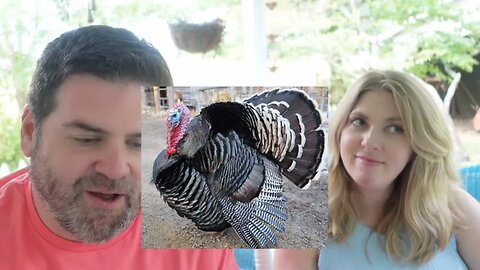 A Wild Story About A Tame Turkey