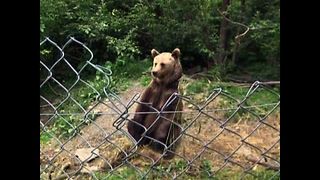 Bear Orphanage