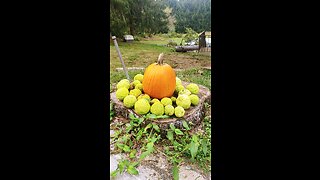 Pumpkins and Osage Oranges