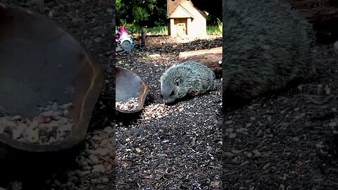 Groundhog Won't Be Interrupted While Eating #animals #shorts