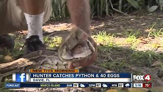 Female Python and her 40 eggs captured in the Everglades