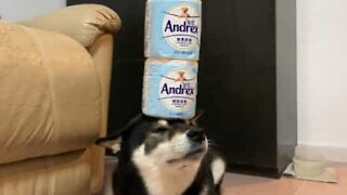 Dog balances toilet paper rolls on his head