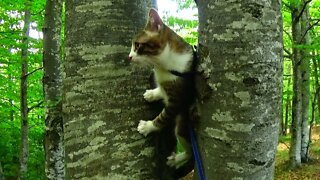 Kitten Needs Help with Climbing