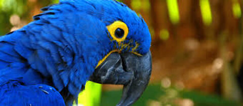 Blue Macaw (Amazon) Brazil
