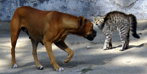 Dogs and Cats Meeting The First Time (ProtectAnimals)