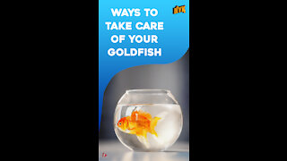 Top 4 Ways To Take Care Of Your Pet Goldfish *