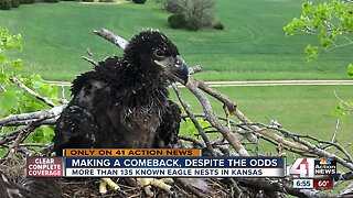 Kansas hits major bald eagle milestone