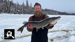 Alaska Northern Pike Ice Fishing #alaska #northernpike #icefishing #modernhomesteadalaska