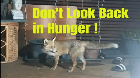 🦊Friendly urban #fox and new mother vixen Ajax going crazy for a raw chicken feast.