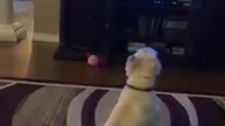 Trio Of Dogs Howls During A Classic Canine Movie