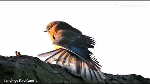 Female Eastern Bluebird-Morning Stretches 🌞 12/03/22 07:47