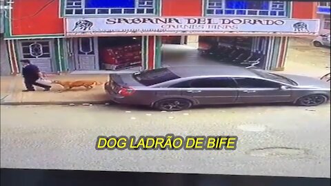 DOG LADRÃO DE BIFE