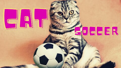 Funny Cat plays Soccer