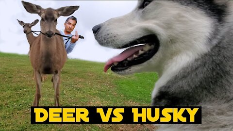 Using WILD DEER To Train My Stubborn Siberian Husky like cesar millan would