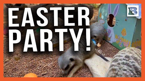 Easter Party! Zoo Animals in Australia Celebrate Holiday