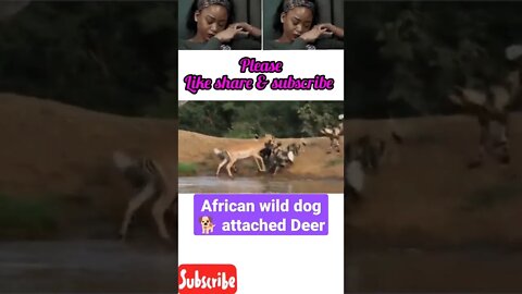 African wild dog attached To Deer $ #shorts #youtubeshorts