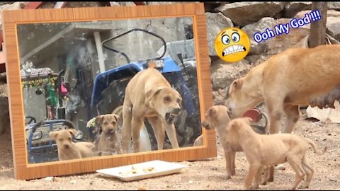 Mirror Prank For Dog Hilarious Reaction Mirror Prank Try not to Laugh So Funny Prank Video 2021
