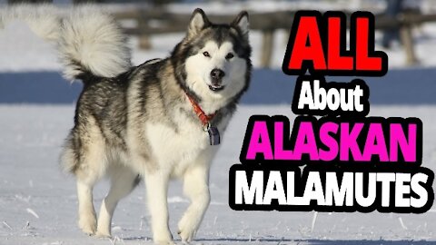 The Incredible Alaskan Malamute Dog – All About Alaskan Malamutes!