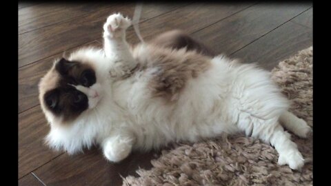 Timo the ragdoll cat- around the house like crazy