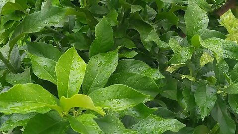 Tree Leaves Foliage Lemon Rain Drops Botany 😊 Sounds to Sleep, Relax, Reduce Stress, Insomnia