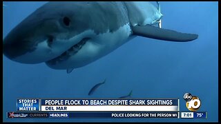 3 shark sightings in Del Mar in 3 days