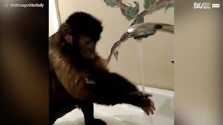 Adorabile scimmietta beve l'acqua del rubinetto
